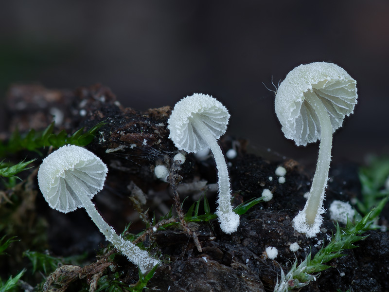 Mycena corynephora
